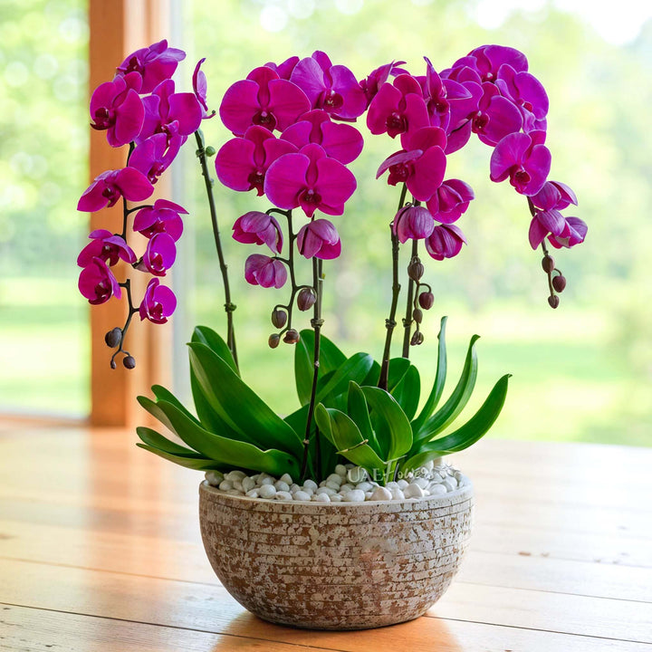 Dark Pink Phalaenopsis Orchid Seeds for Planting – Heirloom, Non-GMO, Wildflower Mix, High Germination