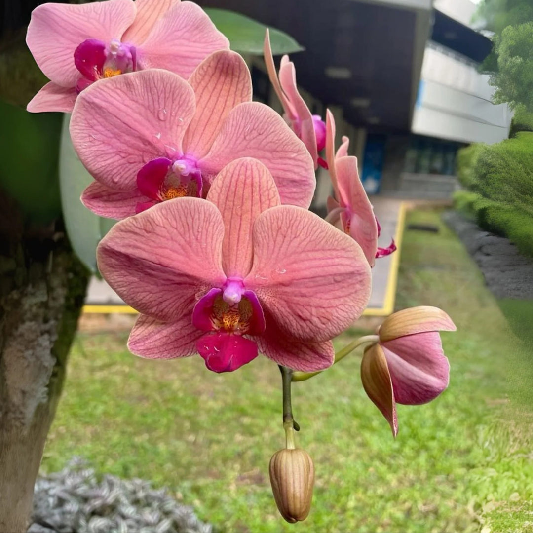 Baby Pink Orchid Phalaenopsis Flower Seeds for Planting – Heirloom, Non-GMO, High Germination Organic Garden Seeds