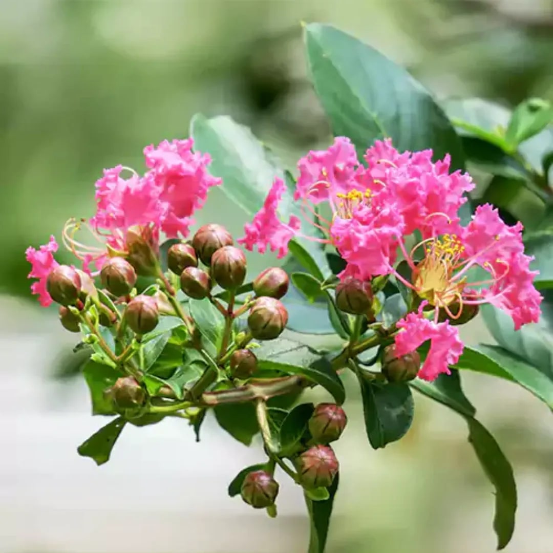 Pink Crepe Myrtle Flower Seeds for Planting – Heirloom Non-GMO, High Germination Organic Garden Seeds