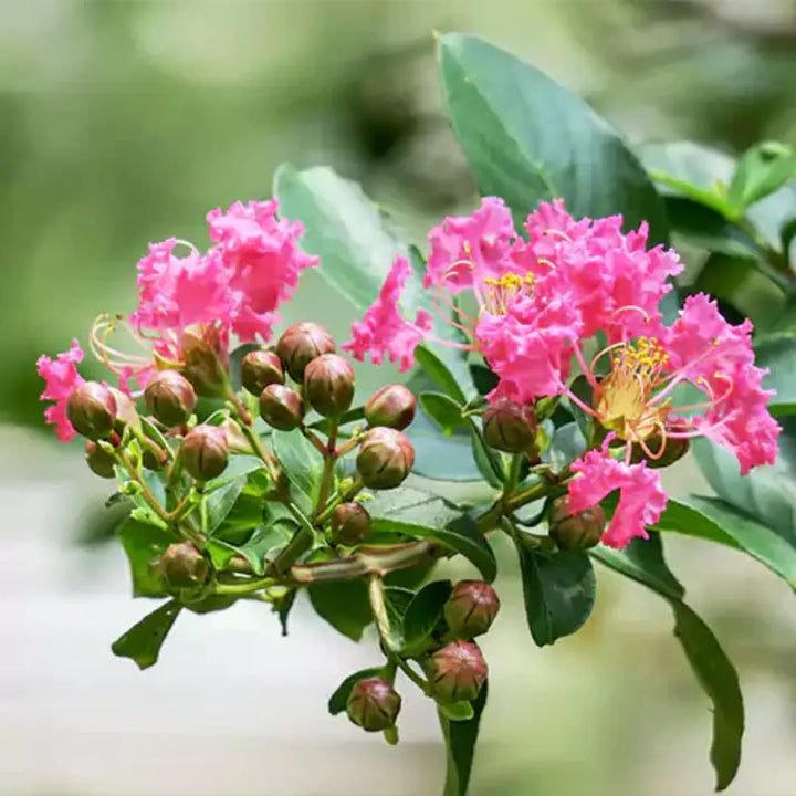 Pink Crepe Myrtle Flower Seeds for Planting – Heirloom Non-GMO, High Germination Organic Garden Seeds