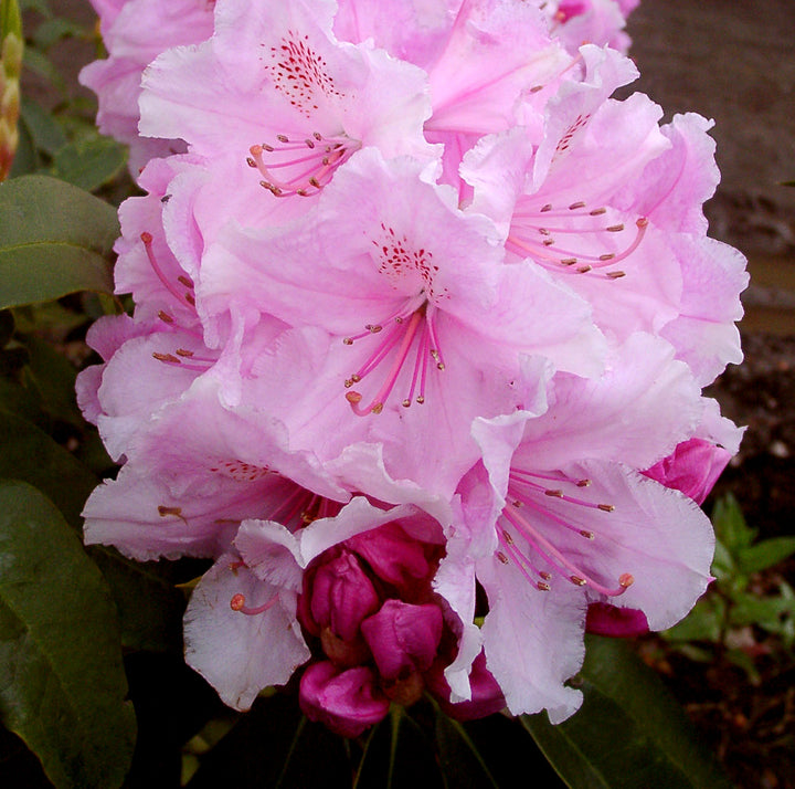 Baby Pink Rhododendron Flower Seeds for Planting – Heirloom, Non-GMO, Long Bloom, High Germination