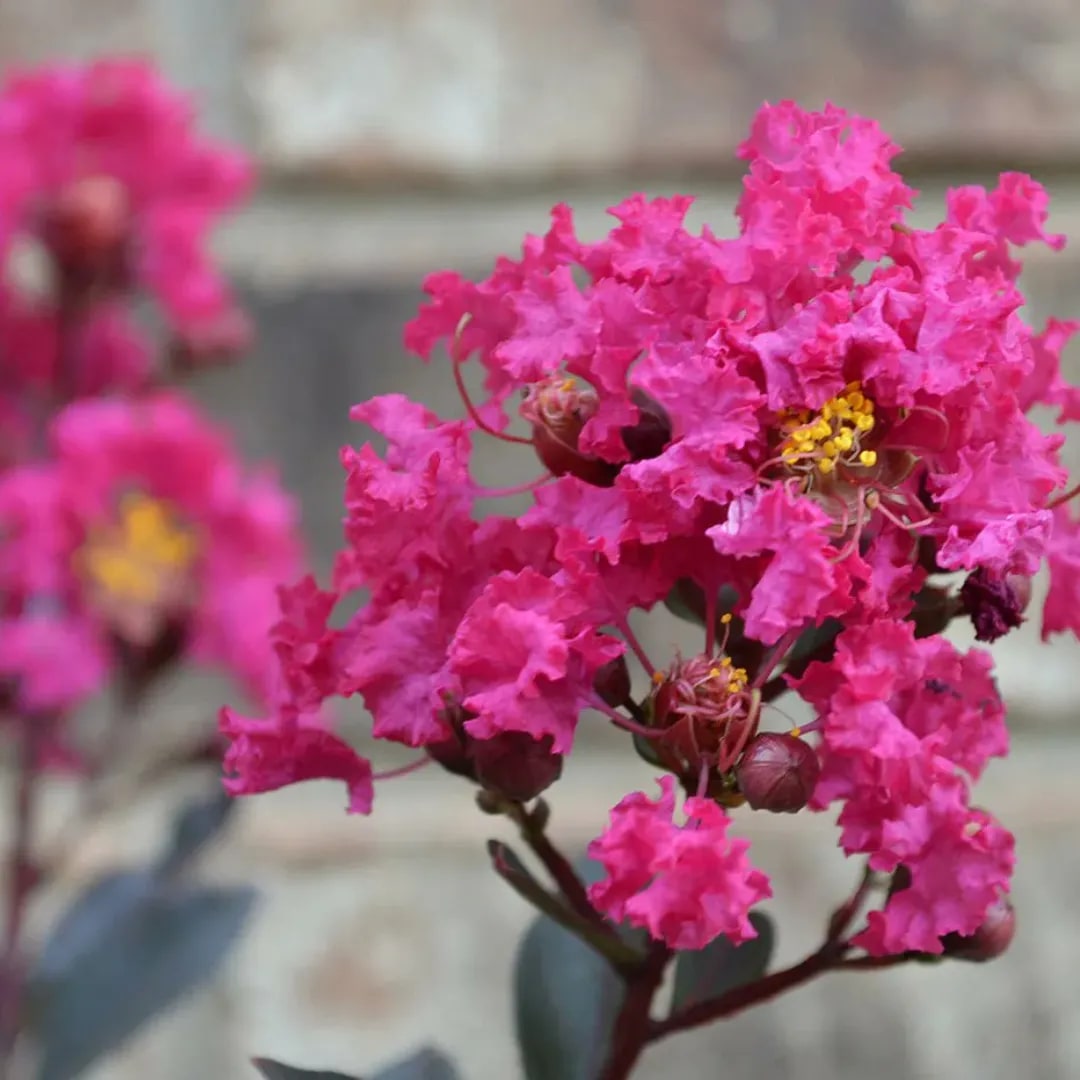 Pink Crepe Myrtle Flower Seeds for Planting – Heirloom Non-GMO, High Germination Organic Garden Seeds