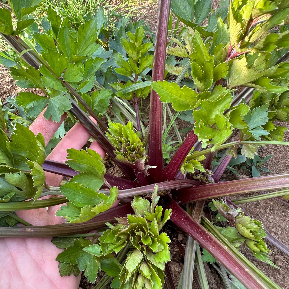 Pink Plume Celery Seeds for Planting – Heirloom, Non-GMO, Colorful Tender Vegetable – High Germination