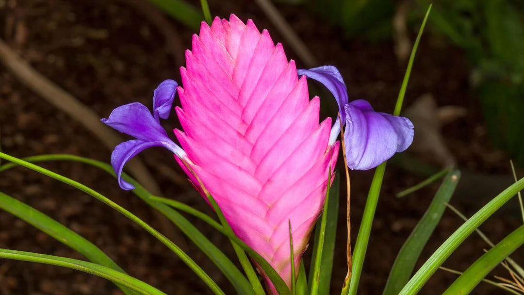 Tillandsia Cyanea Bonsai Flower Seeds for Planting – Heirloom, Non-GMO, High Germination Organic Garden Seeds