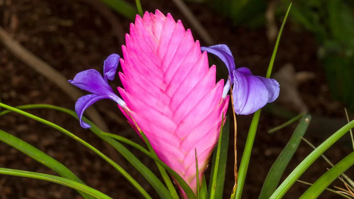 Tillandsia Cyanea Bonsai Flower Seeds for Planting – Heirloom, Non-GMO, High Germination Organic Garden Seeds