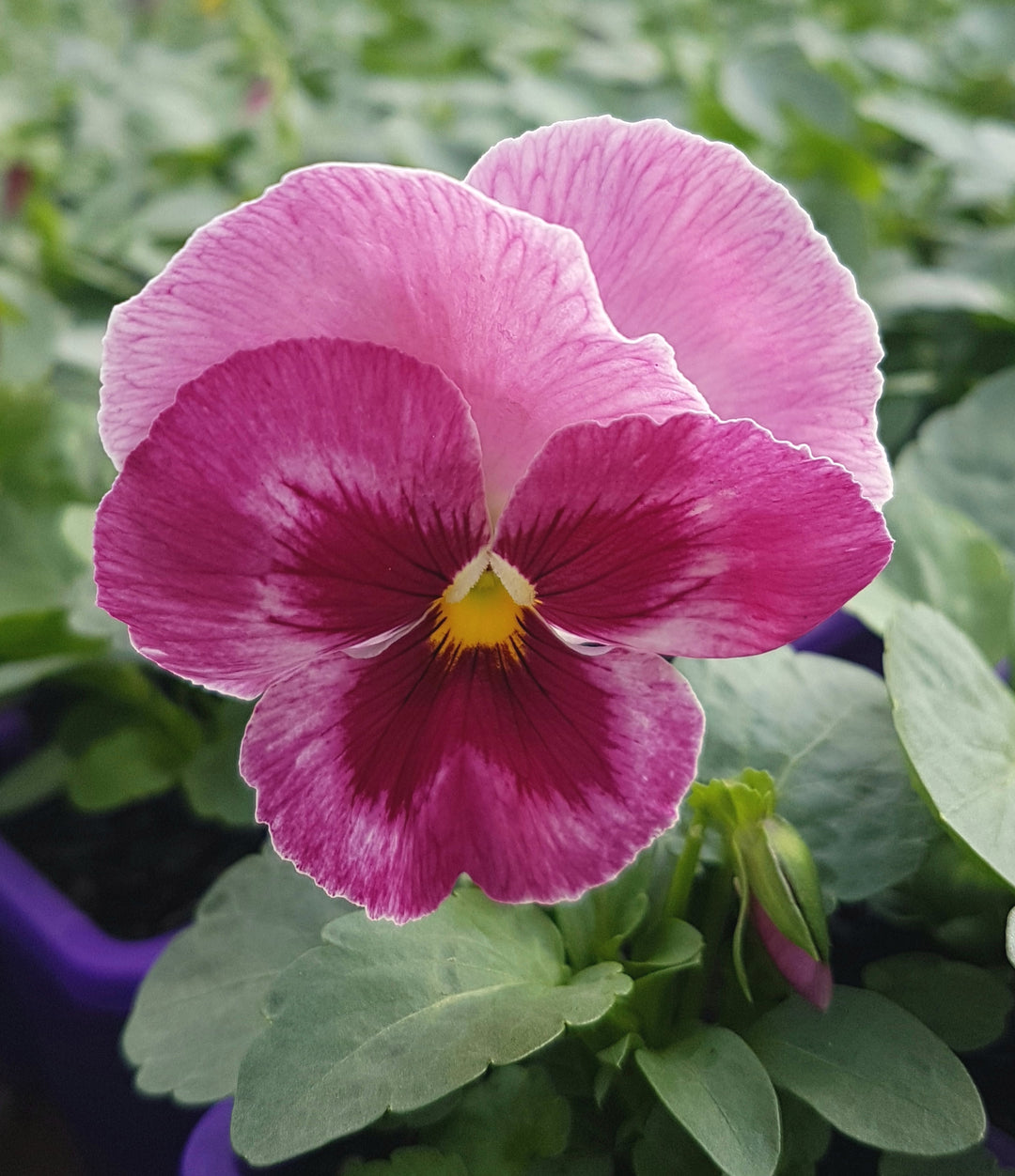 Pink Red Pansy Flower Seeds for Planting – Heirloom, Non-GMO, High Germination Organic Garden Seeds with Long Bloom Season
