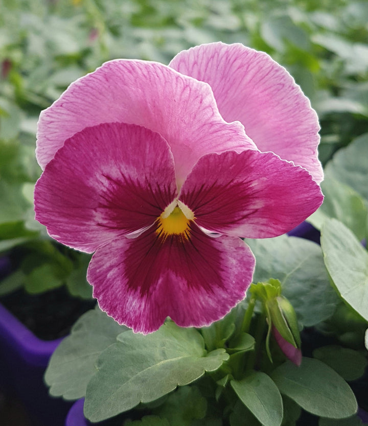 Pink Red Pansy Flower Seeds for Planting – Heirloom, Non-GMO, High Germination Organic Garden Seeds with Long Bloom Season