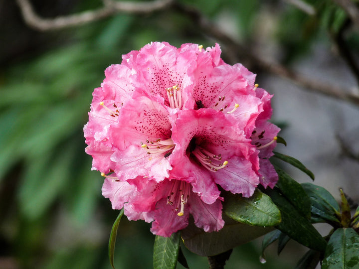 Pale Pink Rhododendron Flower Seeds for Planting – Heirloom Non-GMO High Germination