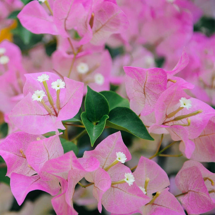 Bougainvillea Flower Seeds for Planting, Baby Pink – Heirloom, Non-GMO, High Germination Organic Garden Seeds