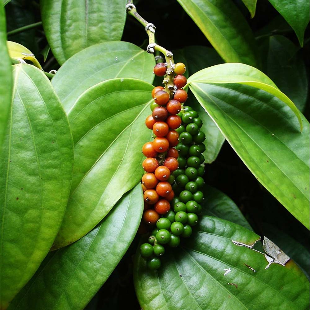 Green Piper Nigrum Herb Seeds – Heirloom, Non-GMO Seeds for Reliable Garden Yield Planting