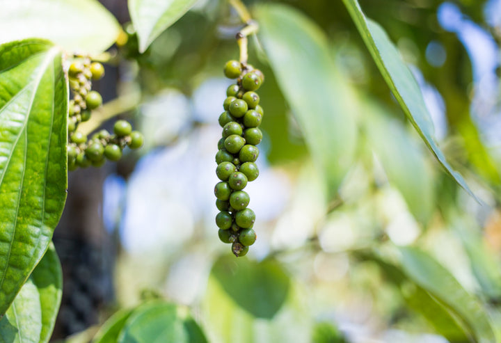 Green Piper Nigrum Black Pepper Seeds for Planting – Heirloom, Non-GMO, Organic Garden Seeds with High Germination