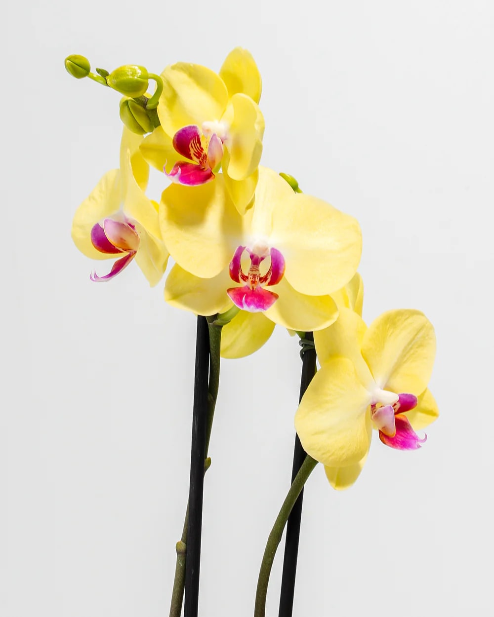 Light Yellow Phalaenopsis Flower Seeds for Planting – Heirloom, Non-GMO High Germination Seeds