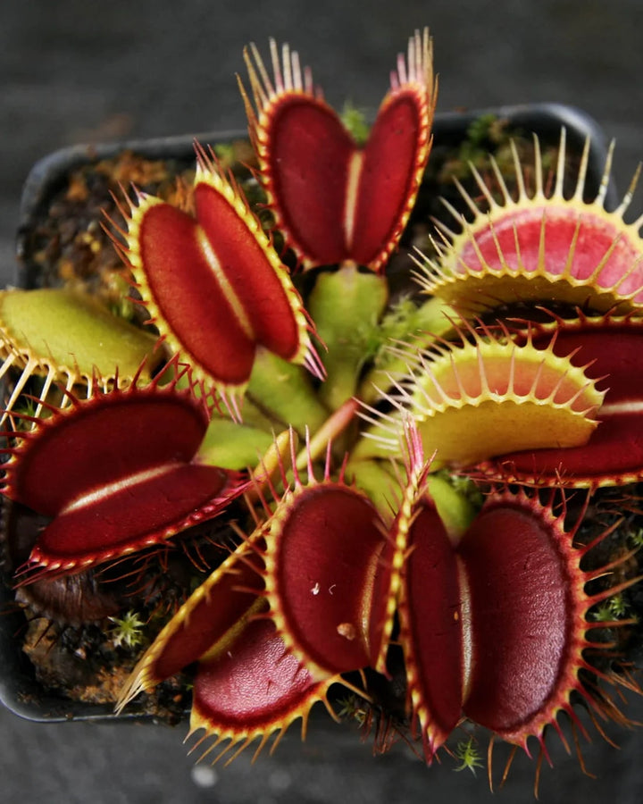 Carnivorous Flower seeds for Planting - Pollinator Friendly, Heirloom &amp; GMO Free Seeds for Home Garden