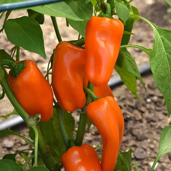 Orange Pepper Vegetable Seeds for Planting – Heirloom & Non-GMO Garden Seeds