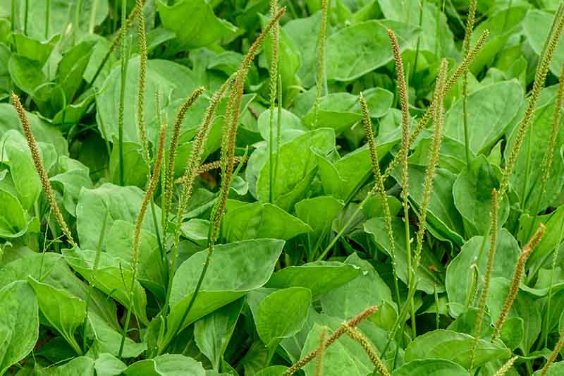 Green Plantain Herb Seeds for Planting – Heirloom, Non-GMO, Organic Garden Seeds with High Germination