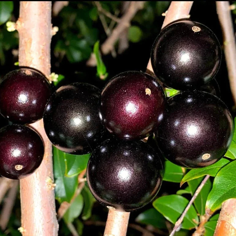 Fruit Seeds,Garden seeds, Seeds For Planting,Plant Seeds