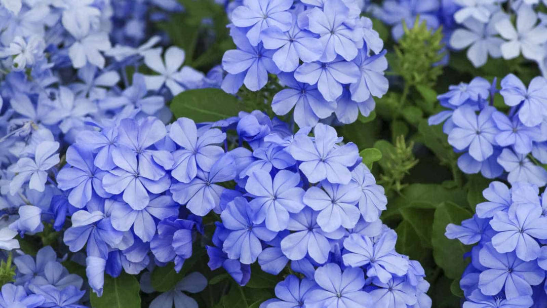Plumbago Flower Seeds for Planting – Heirloom Non-GMO, High Germination Organic Garden Seeds