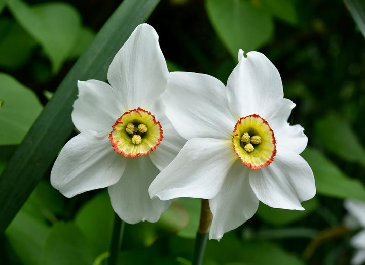 Narciso Flower Seeds for Planting – Heirloom Non-GMO, High Germination Organic Garden Seeds, Premium Quality