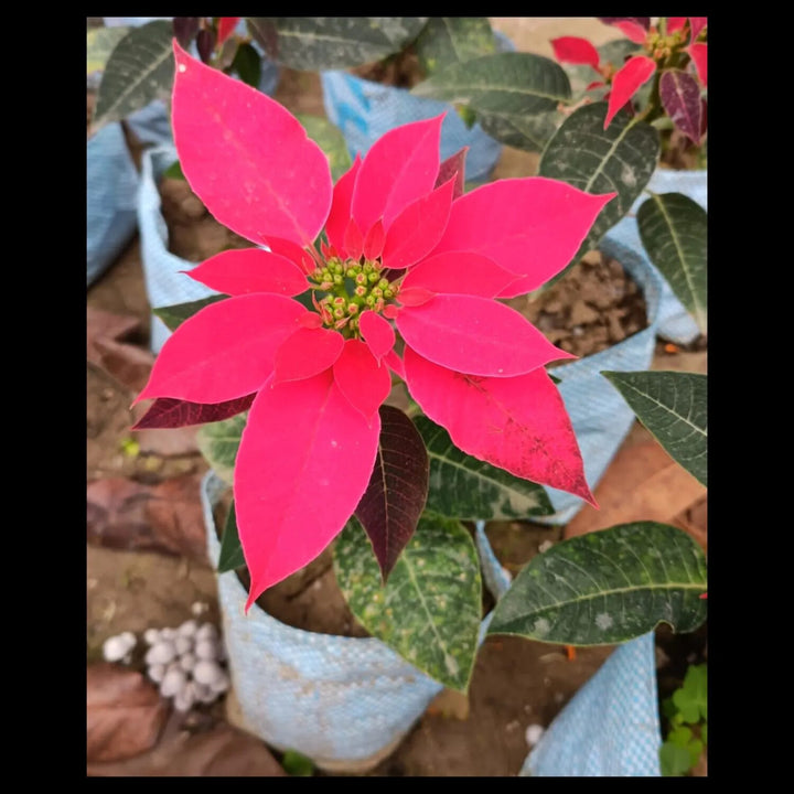Poinsettia Flower Seeds for Planting – Heirloom Non-GMO, High Germination Organic Garden Seeds