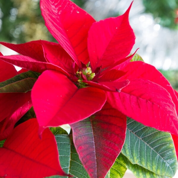 Poinsettia Flower Seeds for Planting – Heirloom Non-GMO, High Germination Organic Garden Seeds
