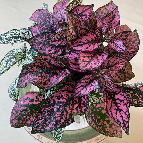 Pink Hypoestes Polka Flower Seeds for Planting – Heirloom Non-GMO, High Germination Organic Garden Seeds
