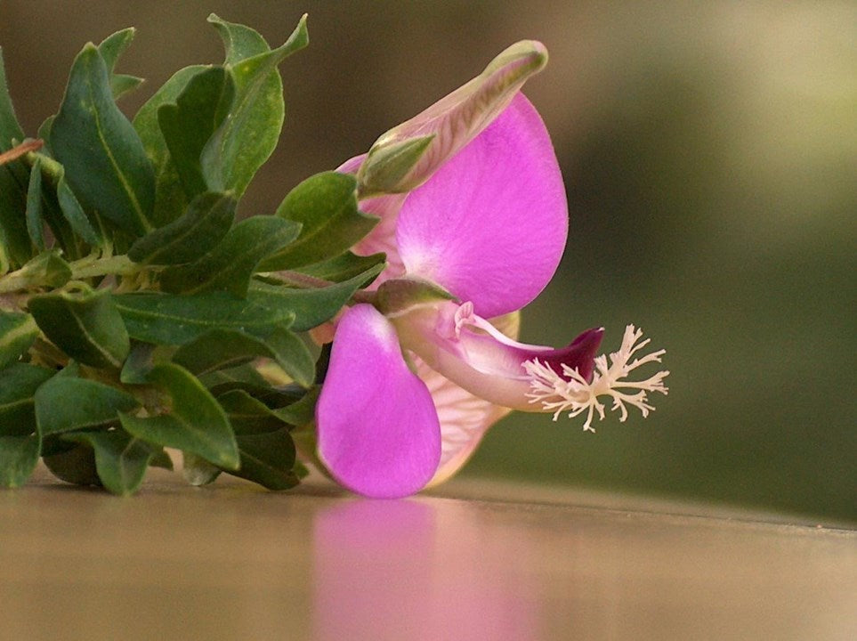 Polygala Myrtifolia Flower Seeds for Planting – Heirloom Non-GMO, High Germination Organic Garden Seeds