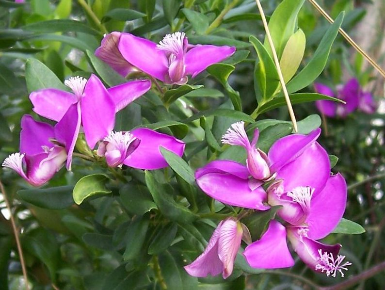 Polygala Myrtifolia Flower Seeds for Planting – Heirloom Non-GMO, High Germination Organic Garden Seeds