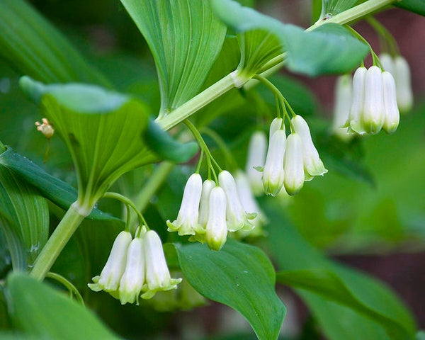Green Polygonatum Solomon's Seal Herb Seeds for Planting – Heirloom, Non-GMO, Organic Garden Seeds with High Germination