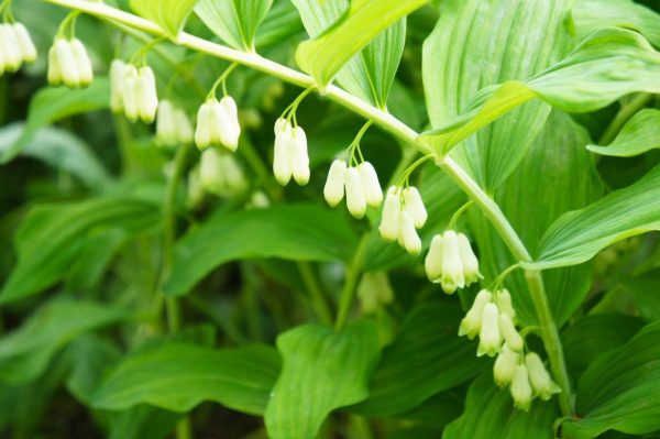 Green Polygonatum Solomon's Seal Herb Seeds for Planting – Heirloom, Non-GMO, Organic Garden Seeds with High Germination