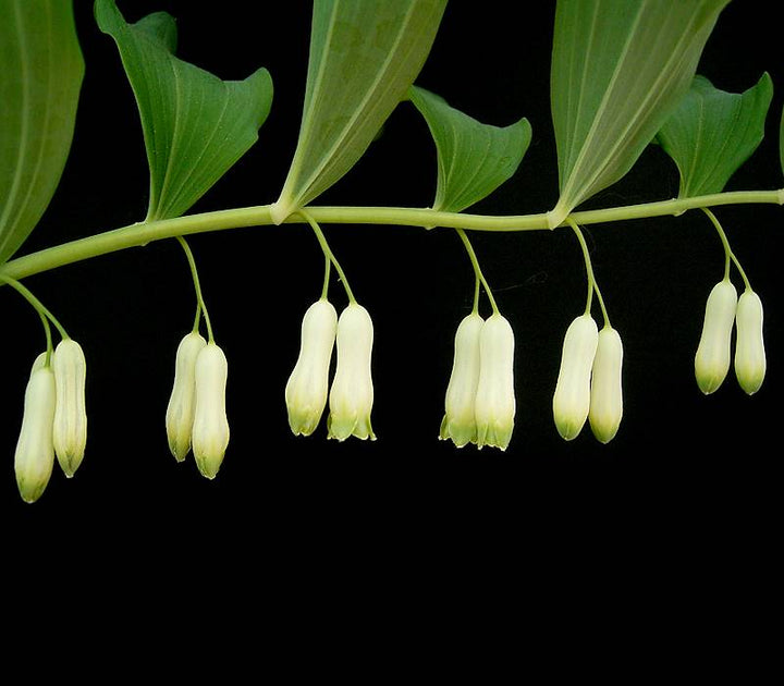 White Polygonatum Flower Seeds for Planting – Heirloom Non-GMO, High Germination Organic Garden Seeds