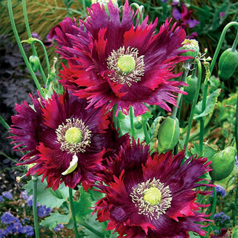 Flower Seeds, Seeds,Seeds For Planting,Plant Seeds