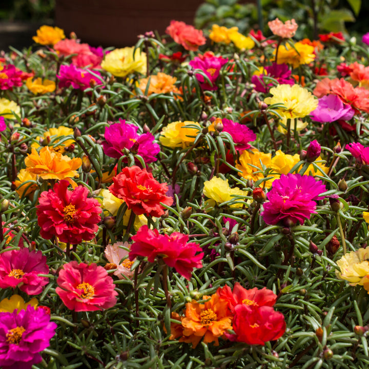 Mixed Portulaca Rose Flower Seeds for Planting – Heirloom Non-GMO, High Germination Organic Garden Seeds