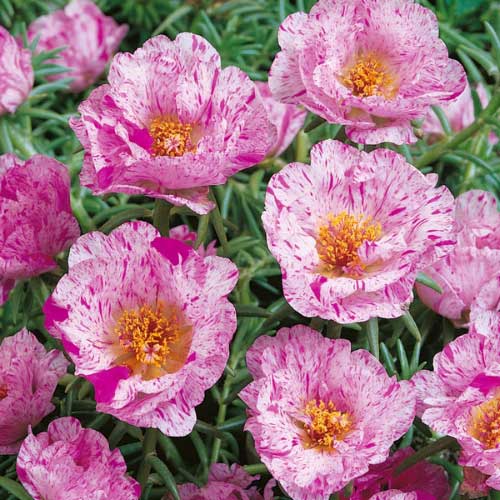 Sundial Peppermint Flower Seeds for Planting | Heirloom Non-GMO High Germination Organic Garden Seeds