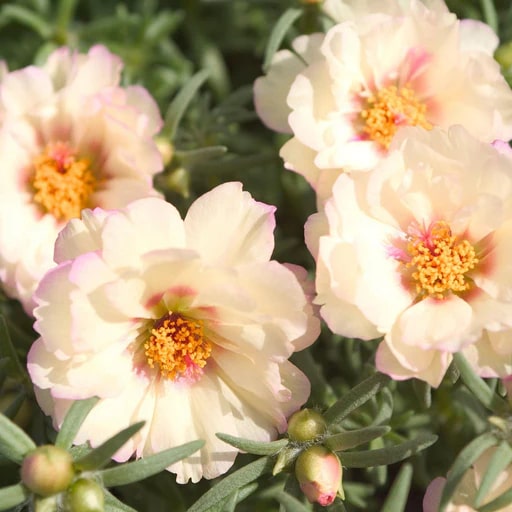 Cream Portulaca Flower Seeds for Planting – Heirloom Non-GMO, High Germination Organic Garden Seeds