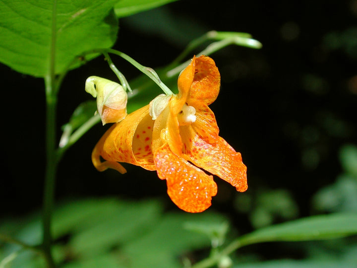 Jewelweed Flower Seeds for Planting – Wildflower Mix, Heirloom, Non-GMO, High Germination Organic Garden Seeds