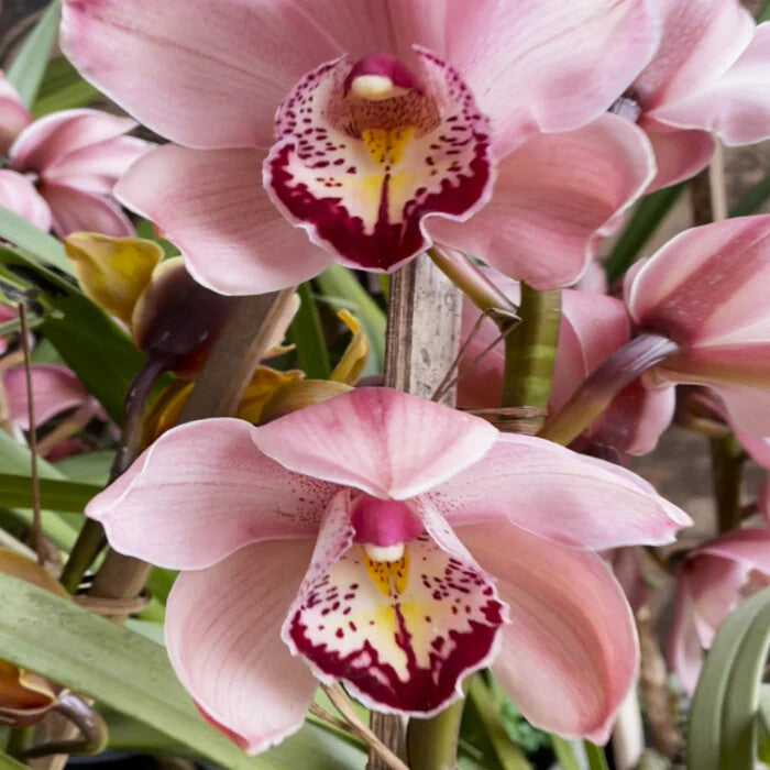 Pink Cymbidium Orchid Flower Seeds for Planting – Heirloom Non-GMO, High Germination Organic Garden Seeds