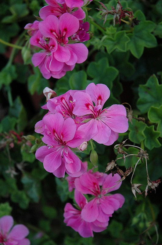 Pink Pelargonium Peltatum Flower Seeds for Planting – Heirloom, Non-GMO, High Germination Organic Garden Seeds