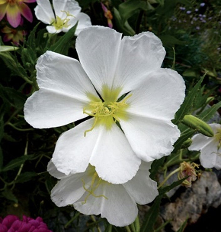 White Evening Primrose Flower Seeds for Planting – Heirloom Non-GMO, High Germination Organic Garden Seeds