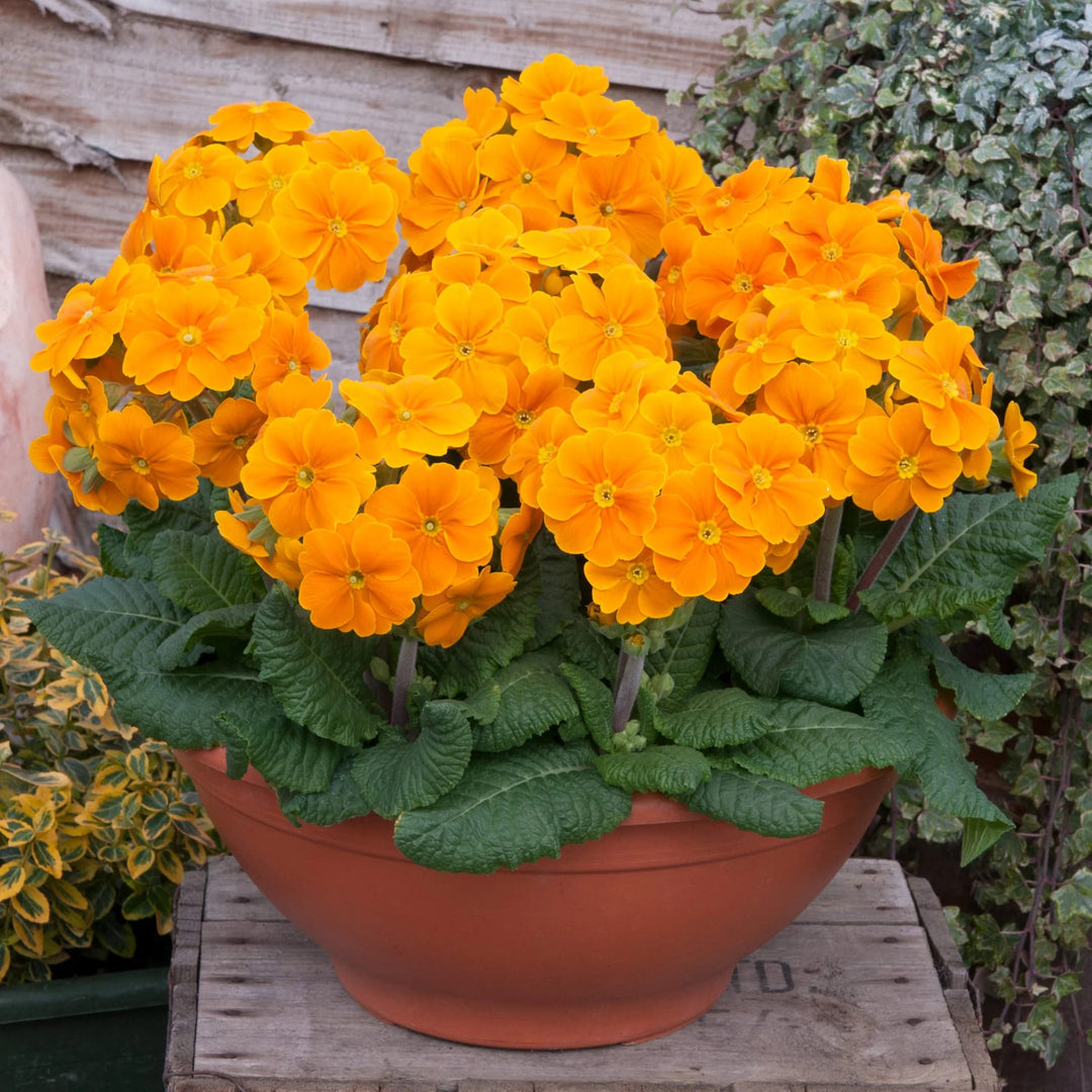 Light Orange Primula Flower Seeds for Planting – Heirloom, Non-GMO, High Germination, Organic Garden Seeds