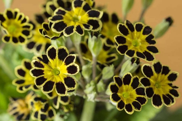Black Yellow Primula Malacoides Seeds for Planting – Heirloom, Non-GMO, Shade Tolerant, High Germination