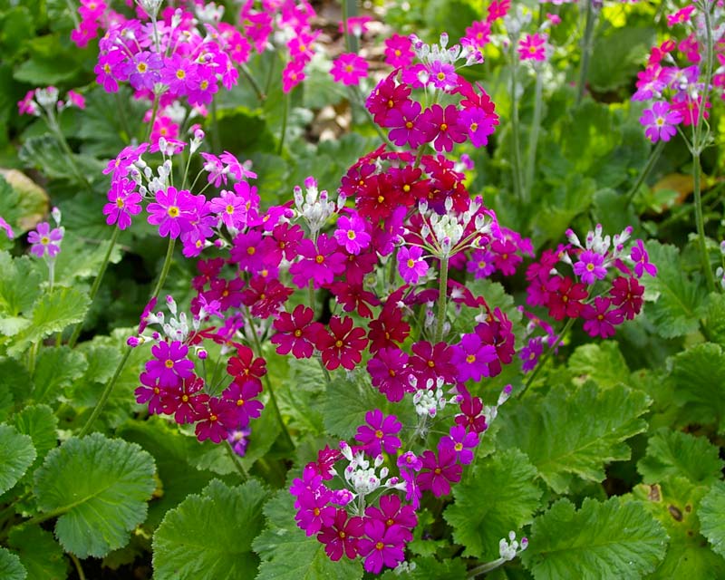 Heirloom Primula Malacoides Flower seeds for Planting – Perfect for Borders, Heirloom &amp; GMO Free Seeds
