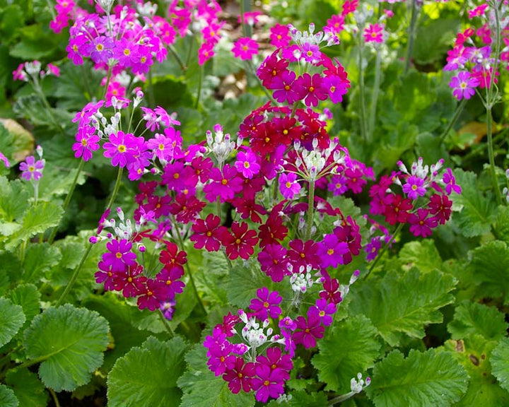 Heirloom Primula Malacoides Flower seeds for Planting – Perfect for Borders, Heirloom &amp; GMO Free Seeds