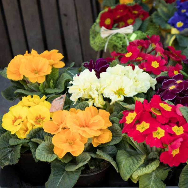Mixed Color Primula Flower Seeds for Planting – Heirloom, Non-GMO, High Germination Organic Garden Seeds