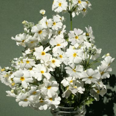 White Primula Malacoides Flower Seeds for Planting – Heirloom, Non-GMO, High Germination Garden Seeds