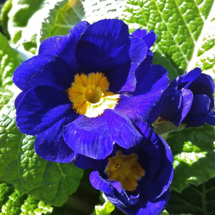 Dark Blue Primula Flower Seeds for Planting – Heirloom, Non-GMO, High Germination Organic Garden Seeds
