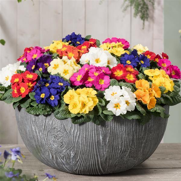 Mixed Primula Autumn Flower Seeds for Planting - Colorful Display, Heirloom, Non-GMO, High Germination