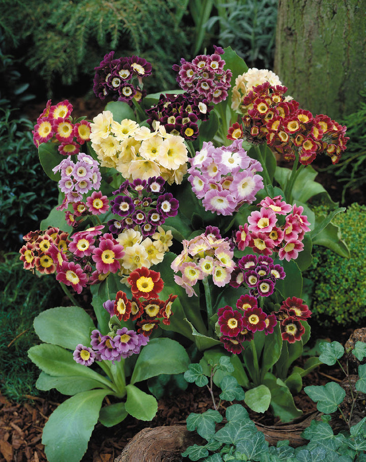 Mixed Auricula Flower Seeds for Planting – Heirloom Non-GMO, High Germination Organic Garden Seeds