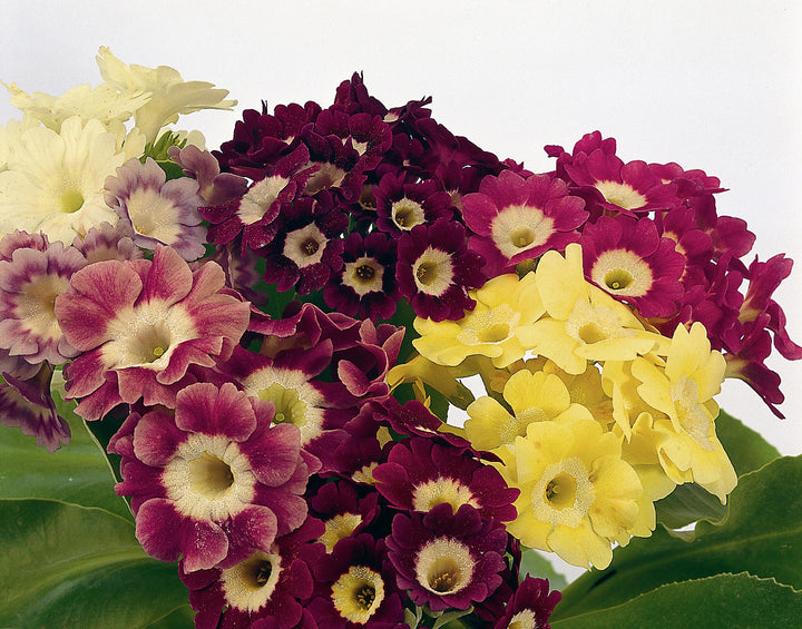 Mixed Auricula Flower Seeds for Planting – Heirloom Non-GMO, High Germination Organic Garden Seeds