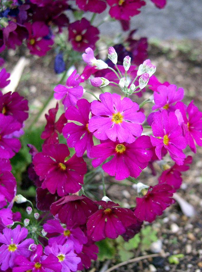 Heirloom Primula Malacoides Flower seeds for Planting – Perfect for Borders, Heirloom &amp; GMO Free Seeds