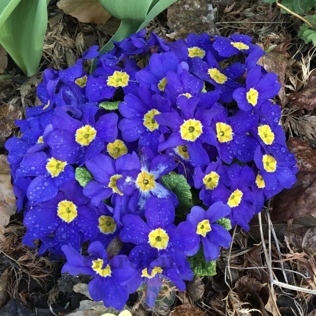 Navy Blue Primula Flower Seeds for Planting – Heirloom, Non-GMO, High Germination Garden Seeds